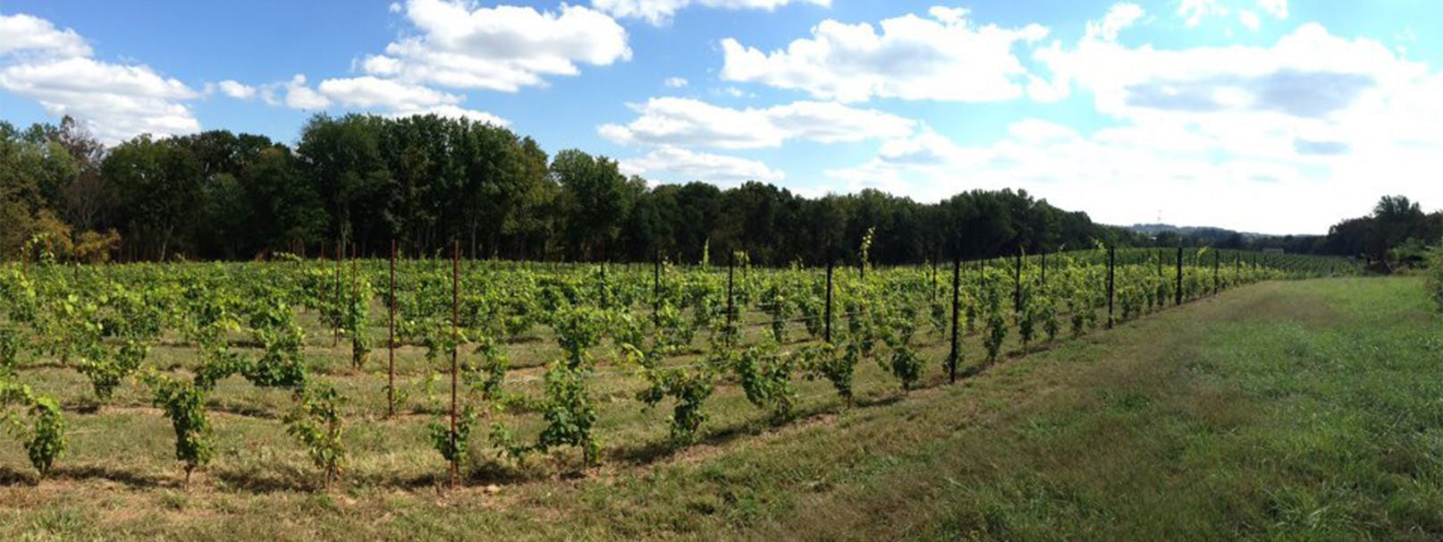 Wide-angle view of vineyard