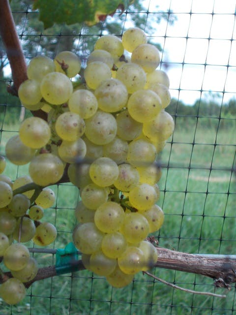 Grapes with a mesh netting in the background