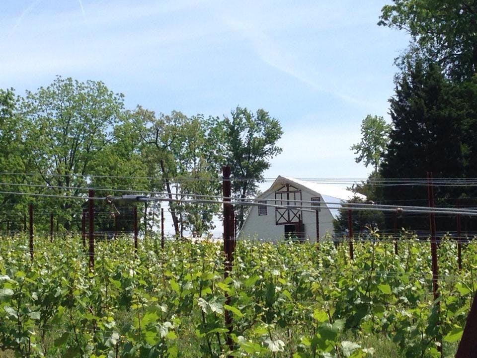 Building nestled in vineyard